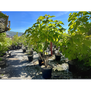 Katalpa bignóniovitá (Catalpa bignonioides) - výška 170-200 cm, kont. C45L - VIACKMENNÁ